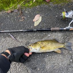 スモールマウスバス