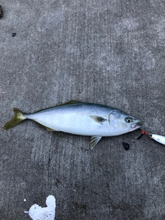 イナダの釣果