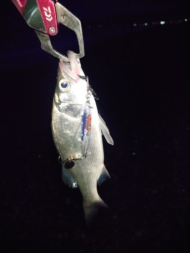 セイゴ（ヒラスズキ）の釣果