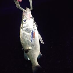 セイゴ（ヒラスズキ）