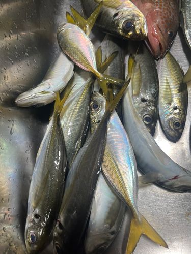 マアジの釣果
