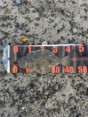 ヒラメの釣果