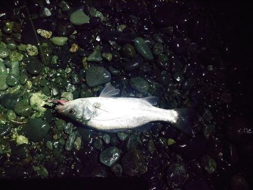 セイゴ（ヒラスズキ）の釣果