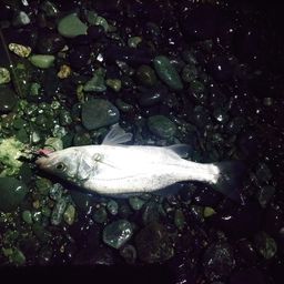 セイゴ（ヒラスズキ）