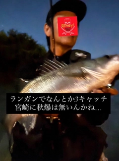 フッコ（マルスズキ）の釣果