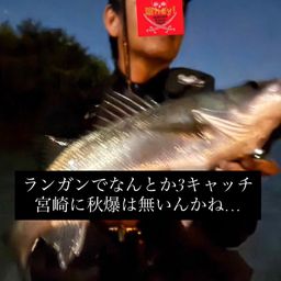 フッコ（マルスズキ）