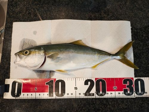 ツバイソの釣果