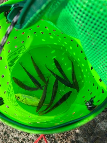 南芦屋浜ベランダ