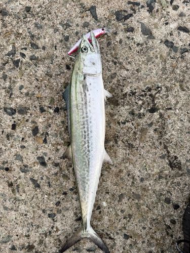 タチウオの釣果