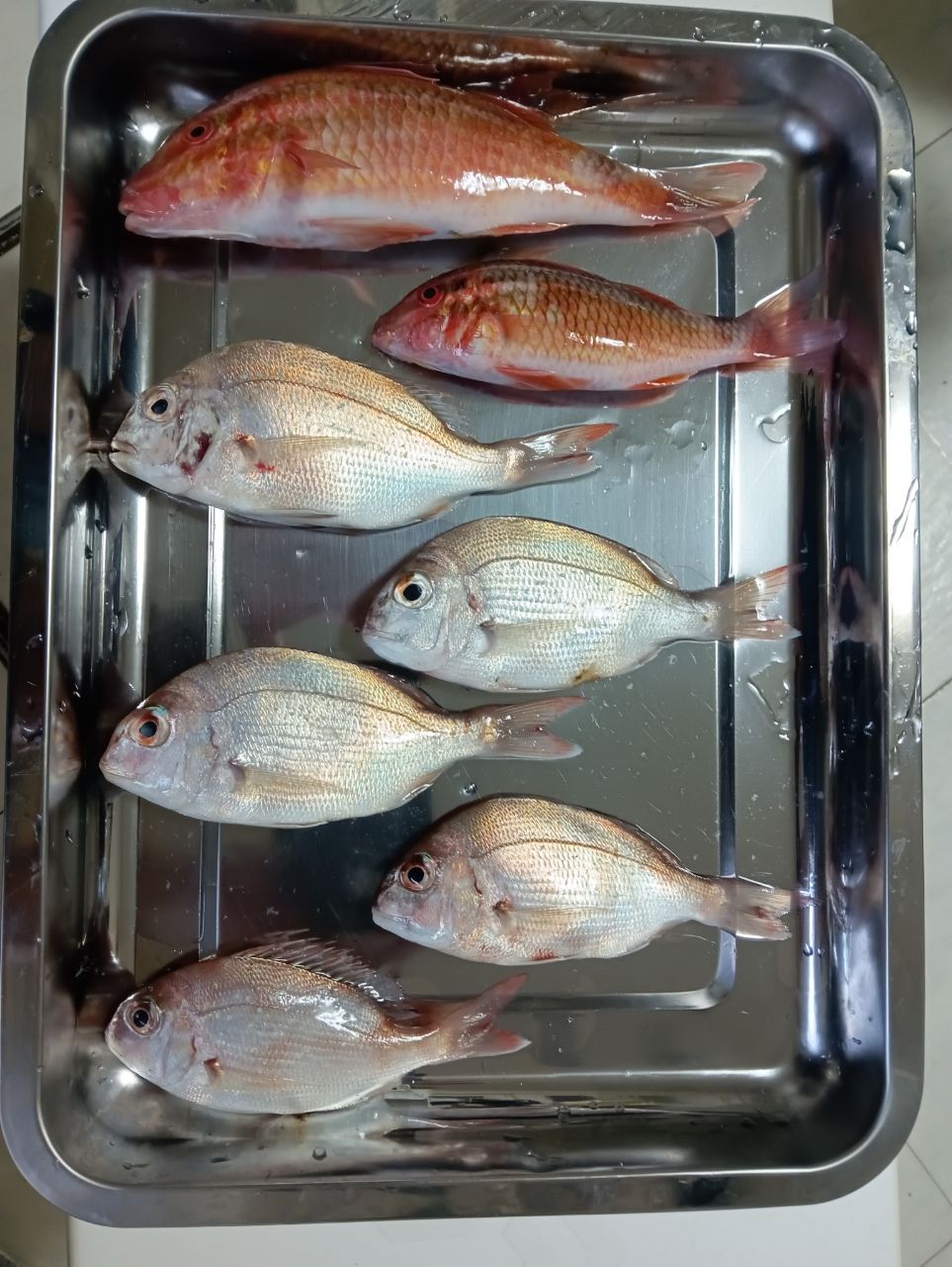 ホウライヒメジ