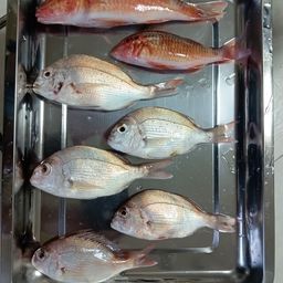 ホウライヒメジ