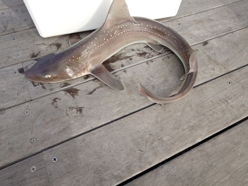 ホシザメの釣果