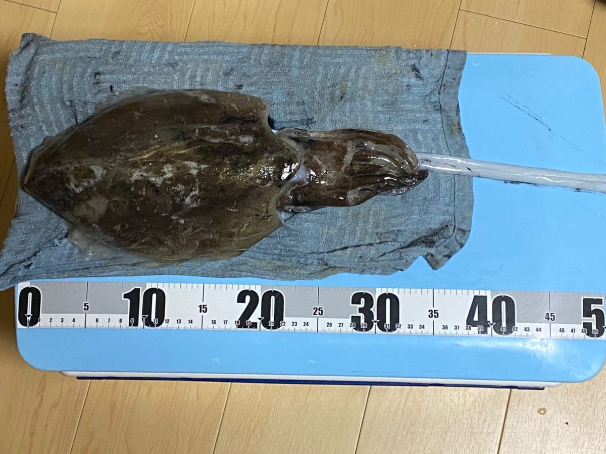 kuni11さんの釣果 2枚目の画像