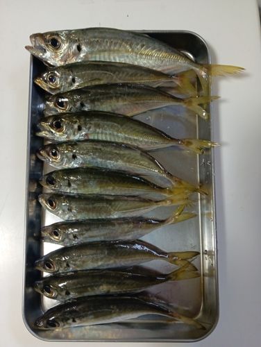 アジの釣果