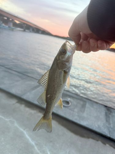 セイゴ（ヒラスズキ）の釣果