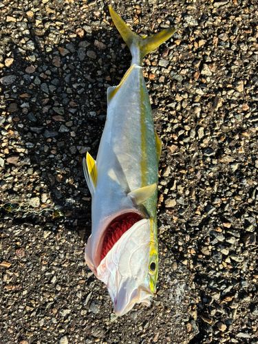 ツバイソの釣果