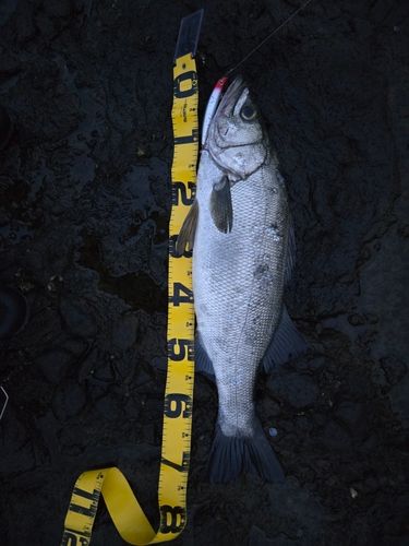 ヒラスズキの釣果