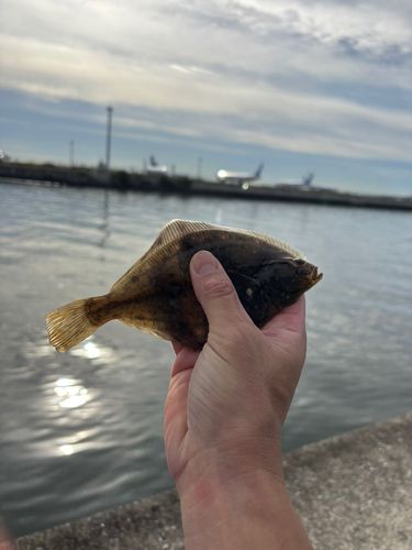 カレイの釣果