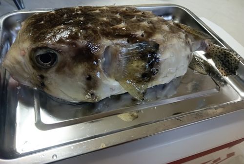 イシガキフグの釣果