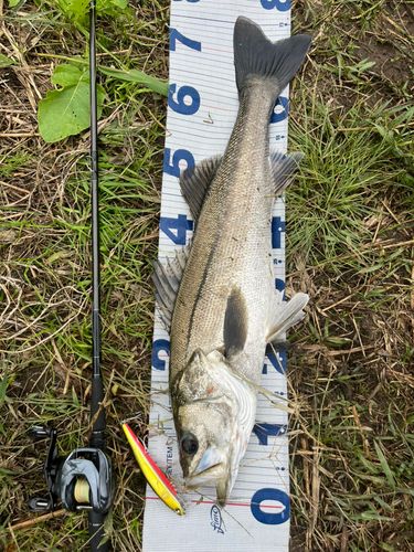シーバスの釣果