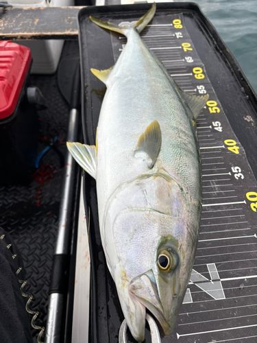 ヒラマサの釣果