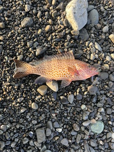 オオモンハタの釣果