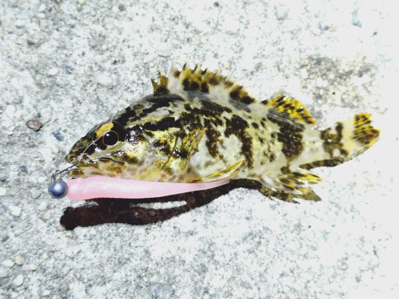 タケノコメバル