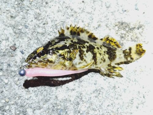 タケノコメバルの釣果