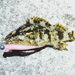 タケノコメバル