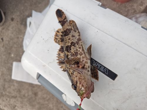 タケノコメバルの釣果