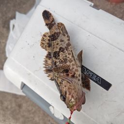 タケノコメバル