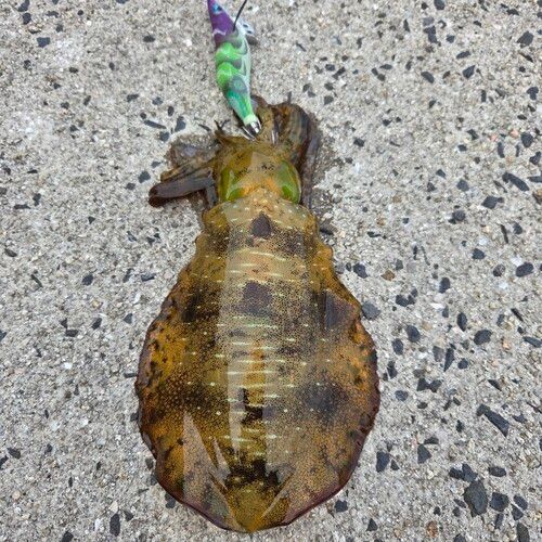 アオリイカの釣果