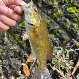 スモールマウスバス