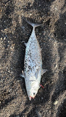 ソウダガツオの釣果