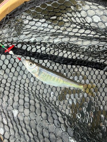 オイカワの釣果