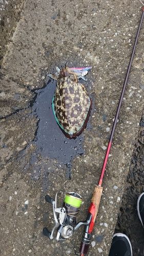 モンゴウイカの釣果