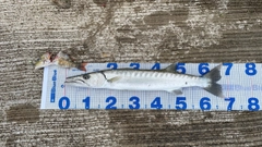 オニカマスの釣果