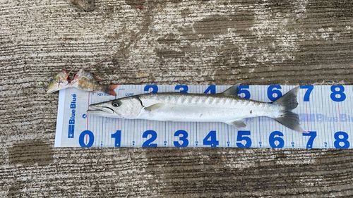 オニカマスの釣果