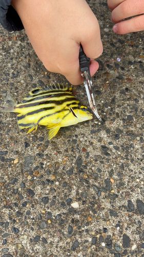 カゴカキダイの釣果