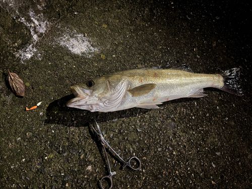 セイゴ（ヒラスズキ）の釣果