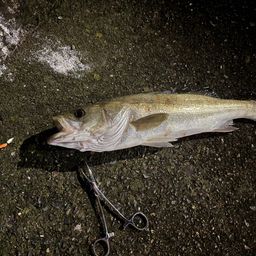 セイゴ（ヒラスズキ）