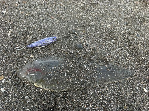 シタビラメの釣果