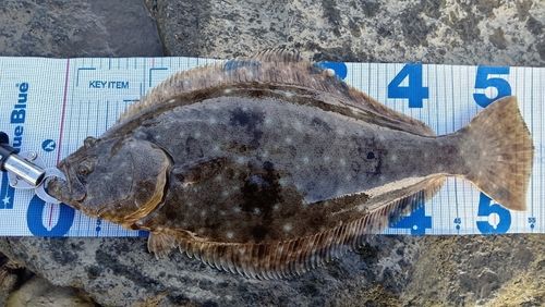 ヒラメの釣果