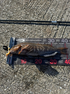 アイナメの釣果