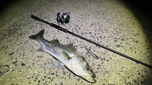 サゴシの釣果