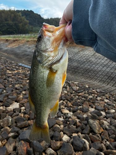 ブラックバスの釣果
