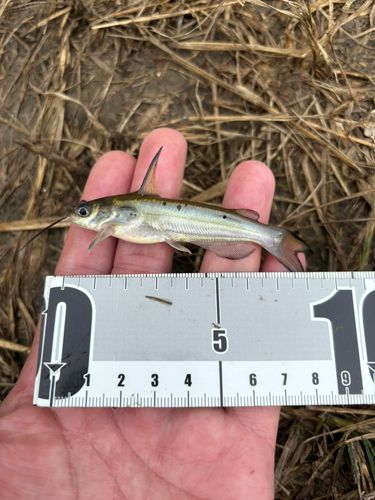 アメリカナマズの釣果