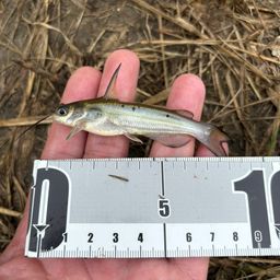 アメリカナマズ