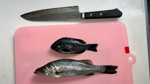 セイゴ（ヒラスズキ）の釣果