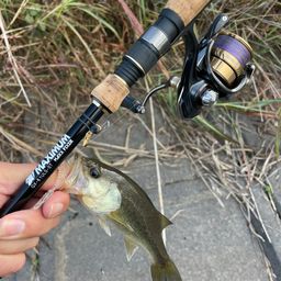 ラージマウスバス